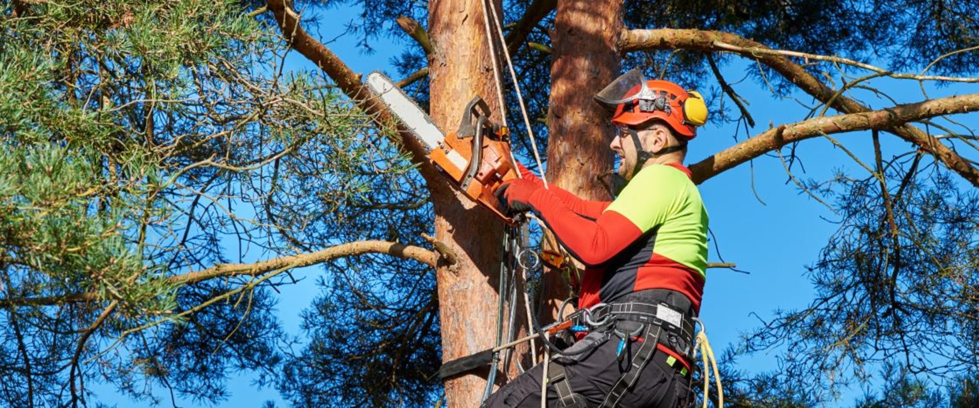 Fréquence de coupe des arbres : tout ce que vous devez savoir