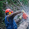 Services d'abattage d'arbres : un aperçu