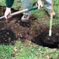 Préparer le sol pour planter un arbre
