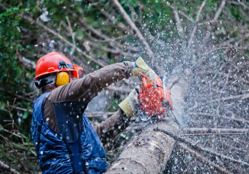 Services d'abattage d'arbres : un aperçu